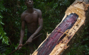 Madagascar : Vaste opération de gendarmerie contre le trafic illicite de bois rose