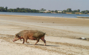 Madagascar : Une possible peste porcine inquiète