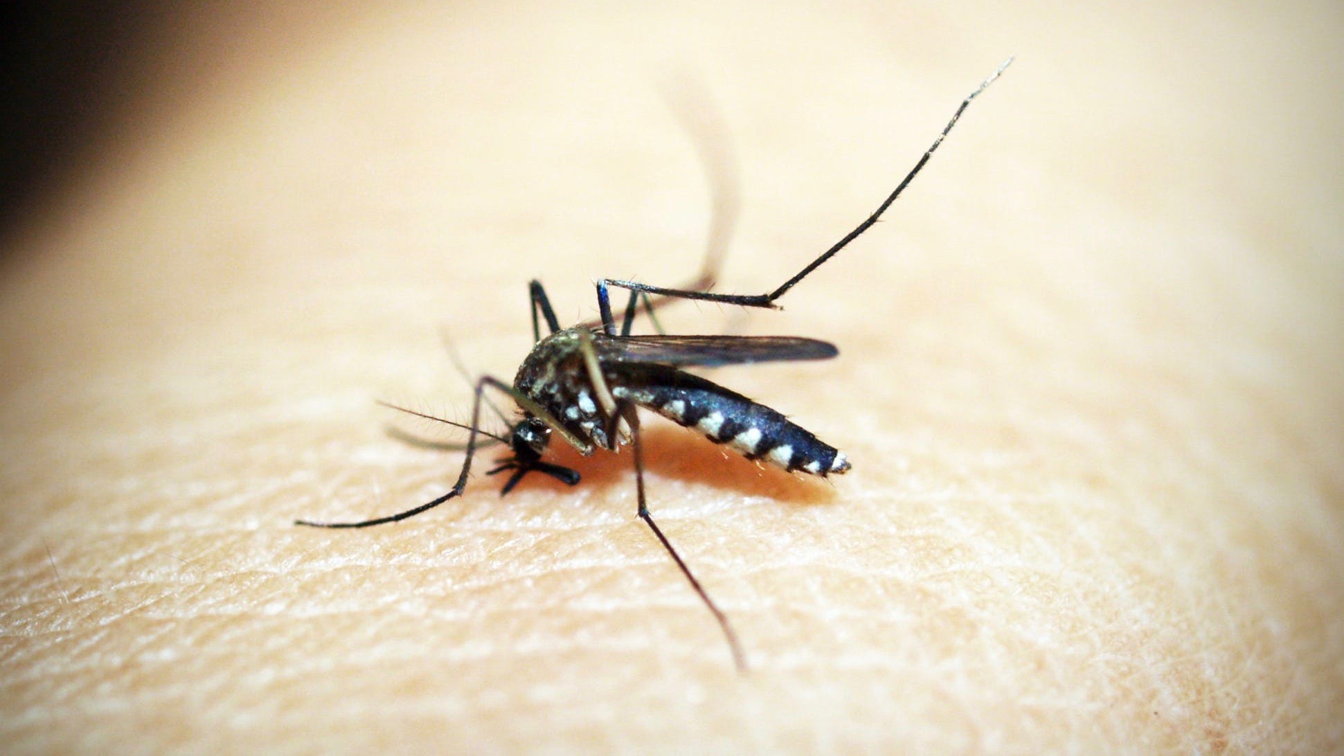 Dengue: la Préfecture lance un concours pour la nouvelle campagne de prévention