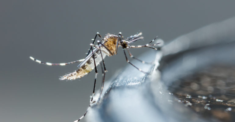 5 cas de dengue confirmés à La Réunion