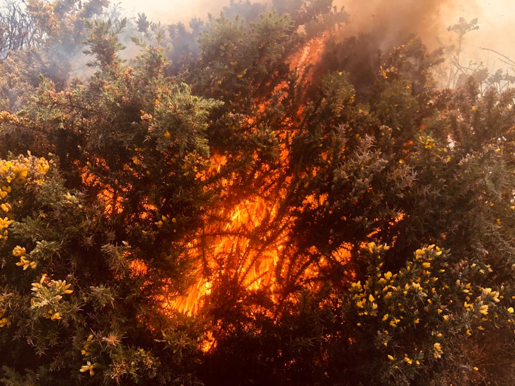 Photos et vidéo - Incendie au Maïdo : Un important dispositif des pompiers déployé 