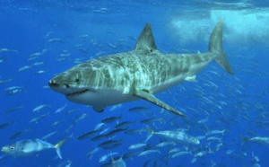 Afrique du Sud : Un pêcheur condamné pour avoir tué un requin blanc