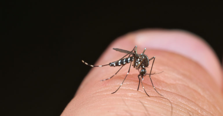 Dengue: Le nombre de cas en hausse