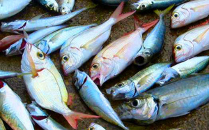 Les farines animales de nouveaux autorisées par l'UE pour nourrir les poissons