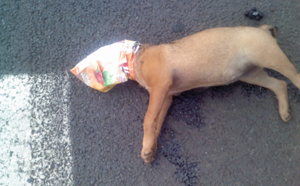 Un chien retrouvé mort, la tête recouverte d'un sac..."SOS Animaux" s'indigne