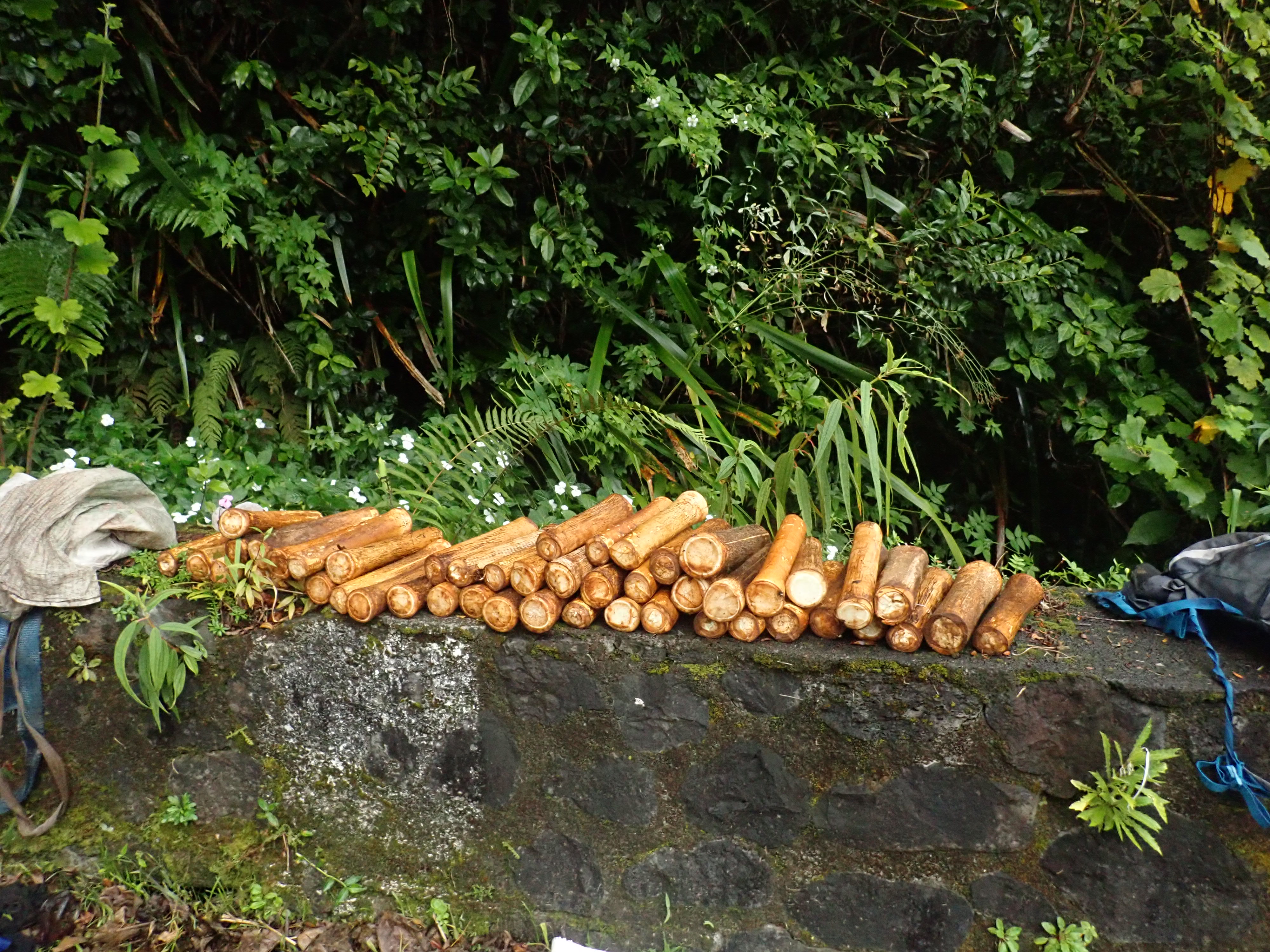 Choux de palmistes saisis au cours d'une affaire de braconnage en juin 2020 © Parc national de La Réunion