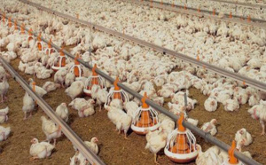 Epidémie de grippe aviaire au Mexique : Près de 1,4 million de bêtes abattues