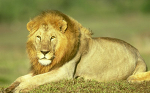 Californie : Un lion tue une employée d'une réserve