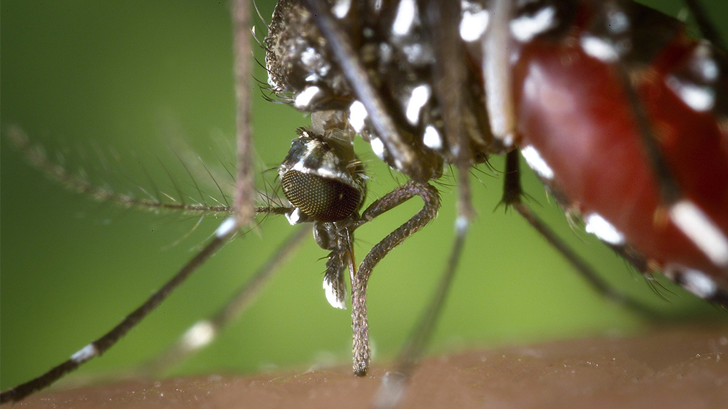 Dengue : 38 nouveaux cas à La Réunion