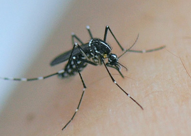 Dengue : 73 nouveaux cas, clusters actifs au Port et à St-Joseph