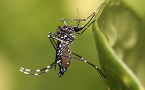 Six cas autochtones de dengue depuis le 1er février