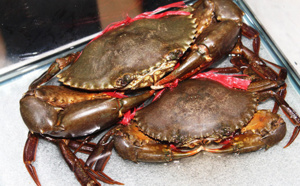 Les pays de la zone OI discutent du potentiel de l'aquaculture du crabe de mangrove