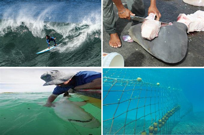 Vente de chair de requin, Zonex à St-Leu, filets de baignade... Le CSR expose sa stratégie