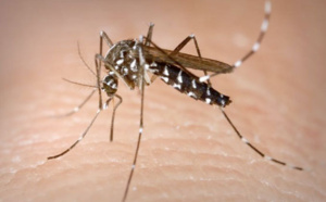Huit cas de dengue depuis février, tous dans le Sud