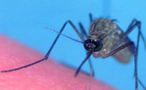 47 cas de paludisme importés en 2012 à la Réunion