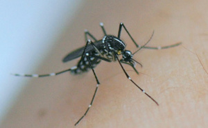Deux nouveaux cas de dengue au Tampon et à St-Pierre