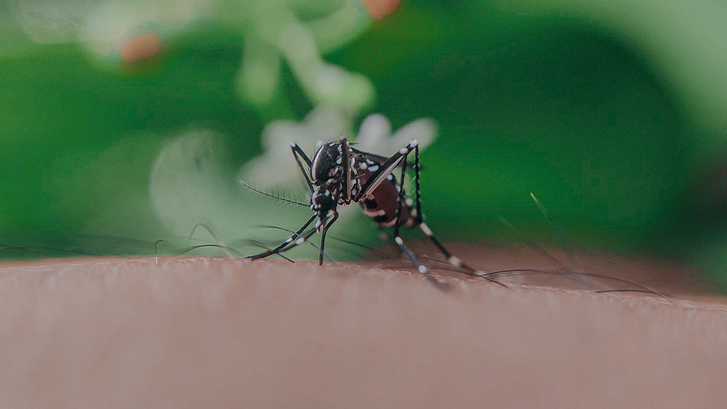 Dengue : 2 décès, 1.416 nouveaux cas à La Réunion en une semaine