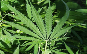 Le gouvernement autorise les médicaments à base de cannabis