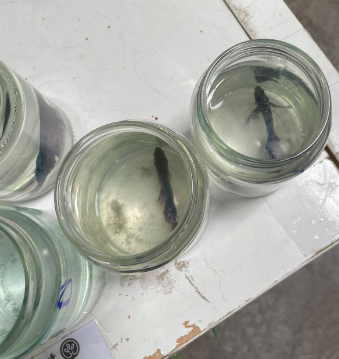 Coup de gueule : Des poissons dans des bocaux et des oiseaux déplumés au rayon animalerie d'une jardinerie