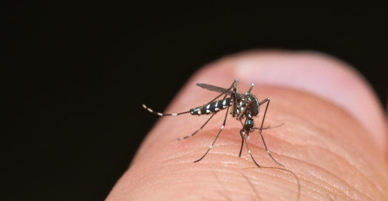 Dengue : 1.382 nouveaux cas en une semaine