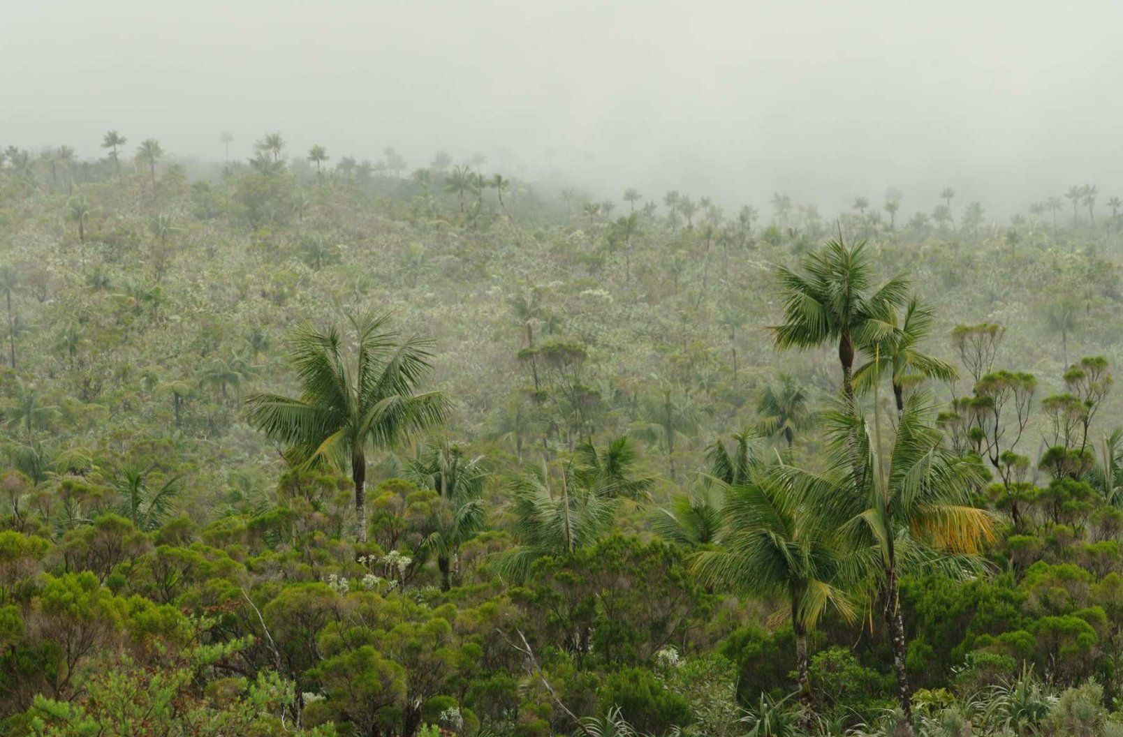 Les palmistes façonnent le paysage unique des Hauts de l’île © Parc national de La Réunion