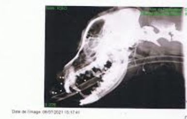 Une dizaine de plombs ont été découverts lors de la radiographie