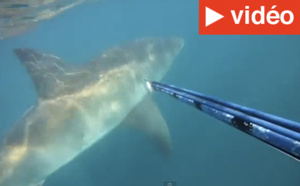 Afrique du Sud: Un pêcheur repousse un requin avec un harpon