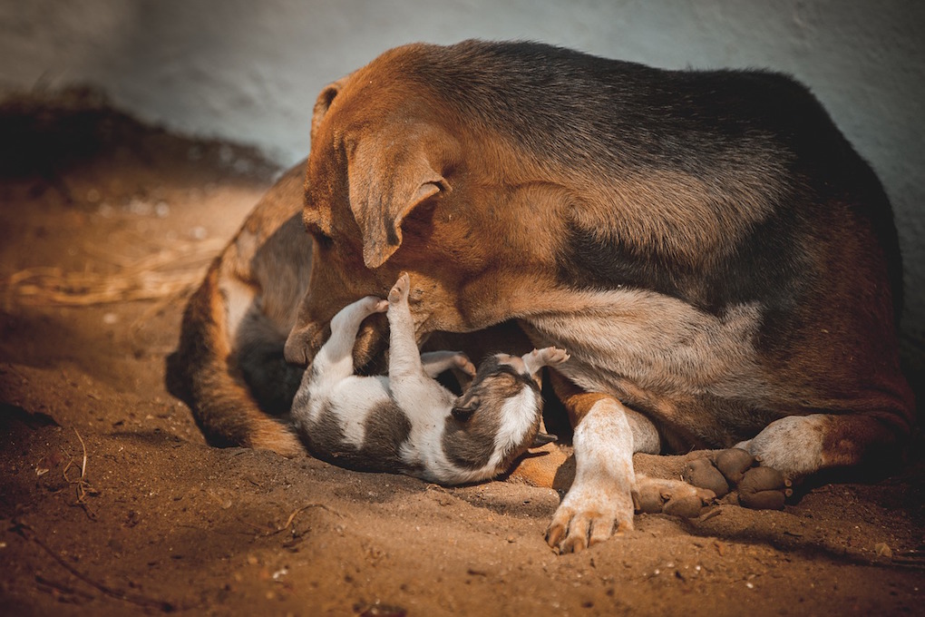 Errance animale : L'Ordre des vétérinaires met un stop à un projet de stérilisation