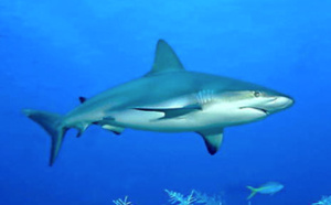 Hawaii : La touriste allemande au bras arraché par un requin est décédée 