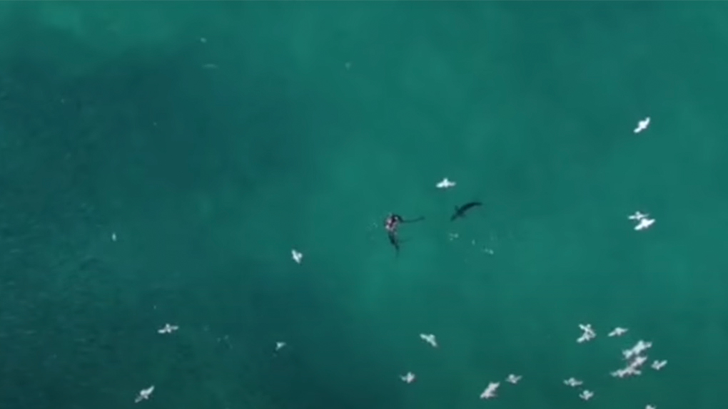 Vidéo - Un plongeur se bat avec un requin