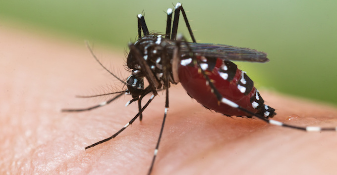 Dengue : poursuite de la baisse