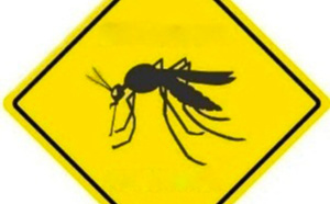 Dengue/chikungunya: Découverte d'une espèce endémique de moustique à Mayotte