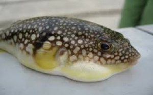 10 cas d'intoxication au poisson fugu: L'ARS met en garde