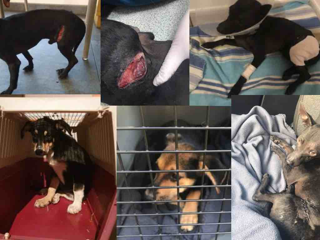 Une vingtaine de chiens récupérés dans un état lamentable dans des squats à Saint-Denis
