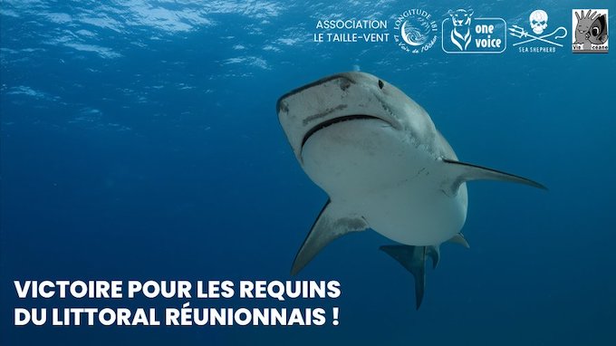 Requins : "L’Etat bat en retraite !"