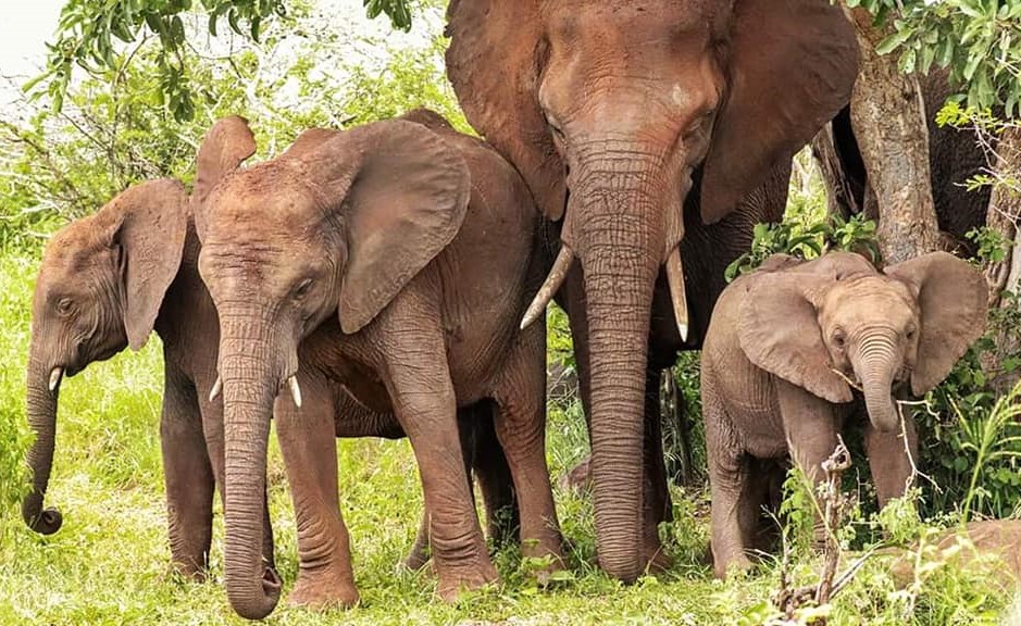 En Afrique du Sud, un braconnier meurt piétiné par un éléphant