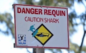 Risque requin: Les professionnels du Tourisme écrivent au préfet