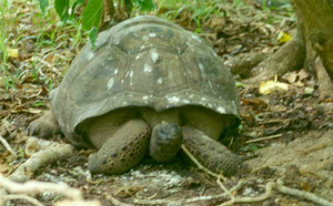 Maurice : 40 tortues géantes volées au Jardin de Pamplemousses