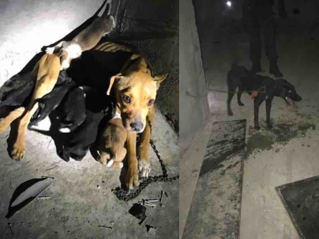 Bénévoles et policiers libèrent des chiennes attachées dans un immeuble de Saint-Denis