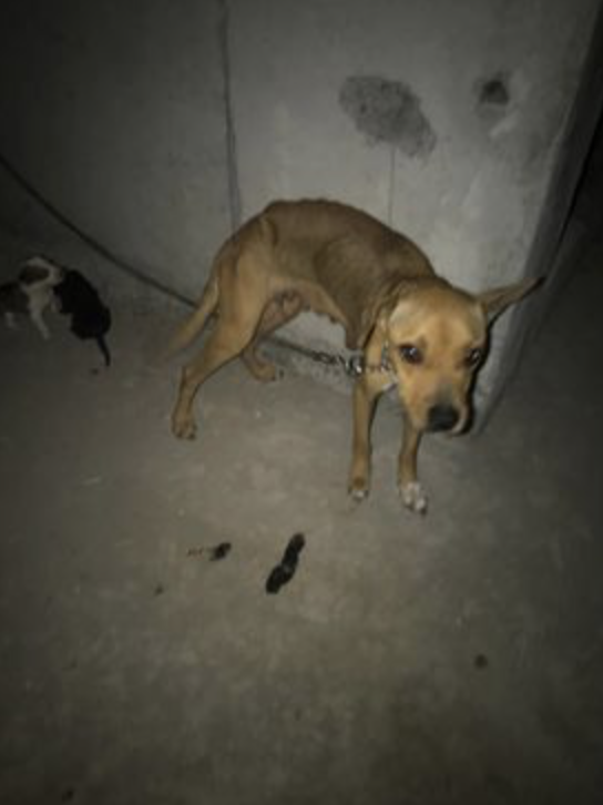 Bénévoles et policiers libèrent des chiennes attachées dans un immeuble de Saint-Denis