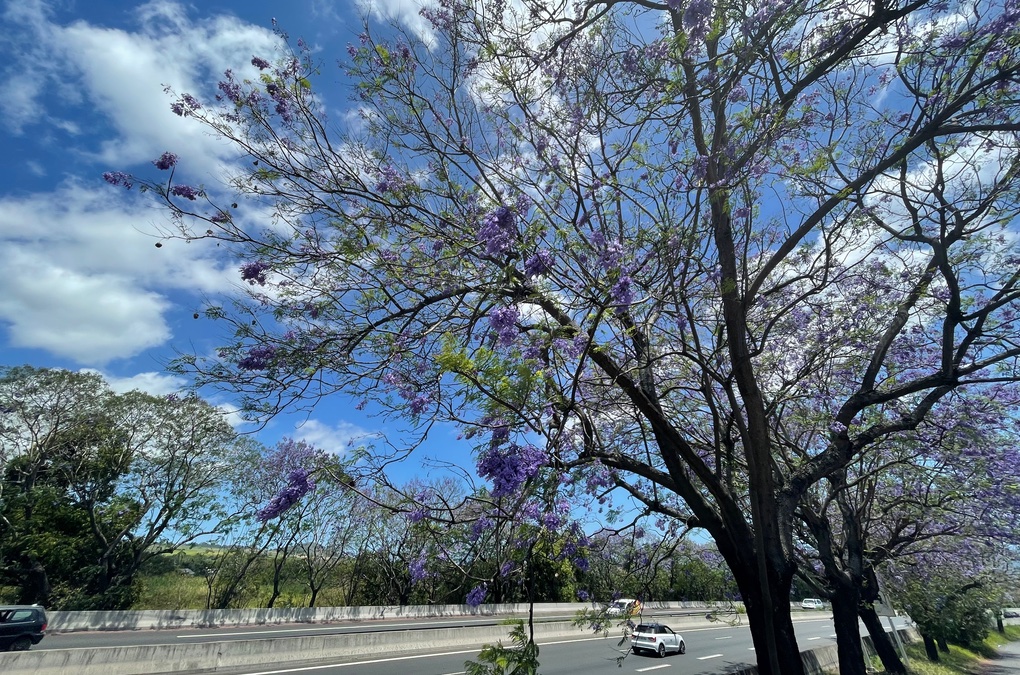 Aux abords de la quatre-voie du Tampon, les fleurs des Jacarandas forment un joli tapis violet