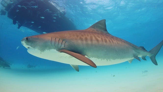 "Non à la pêche aux requins dans les zones de protection renforcée 2A de la réserve marine !"