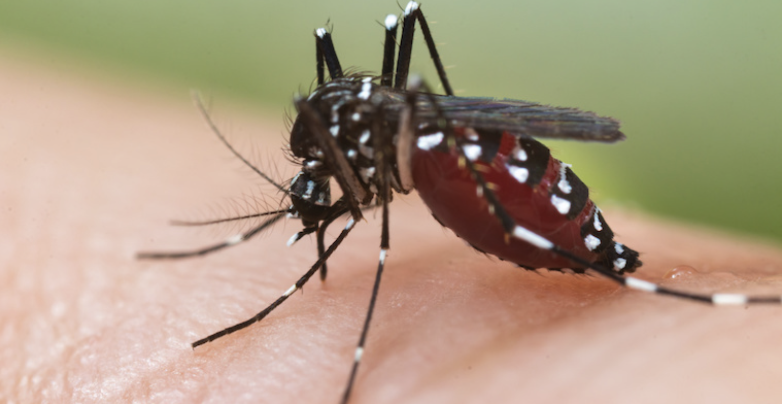 Dengue : Le nombre de cas en légère augmentation