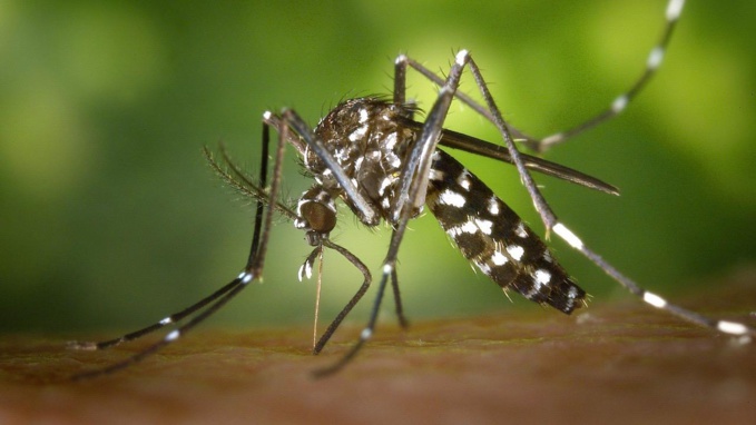 Dengue : 45 nouveaux cas en une semaine