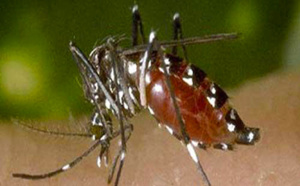 Mayotte : Cinq nouveaux cas de dengue identifiés en deux semaines sur l'île