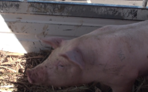 Viande de porc: Soumis à une mise aux normes, les éleveurs ont du mal à honorer la demande