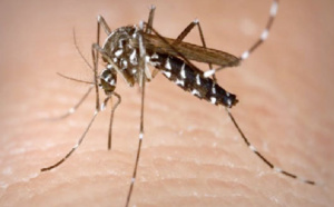 Dengue: La zone océan Indien touchée, le risque d'importation à la Réunion très élevé