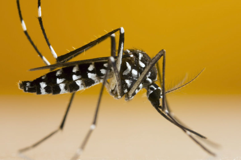 47 cas de dengue signalés à La Réunion