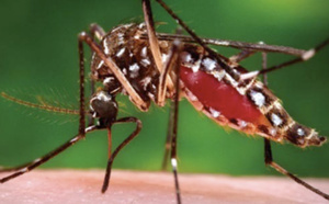 Dengue: 11 cas depuis le début de l'année, dont cinq autochtones