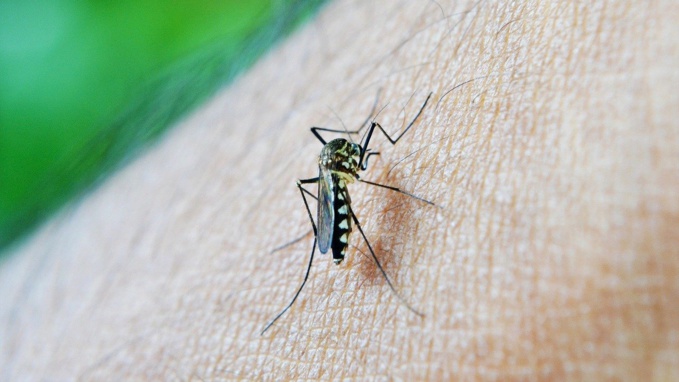 Le nombre de cas de Dengue en baisse à La Réunion